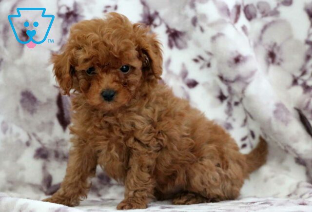 Micah Toy Poodle2