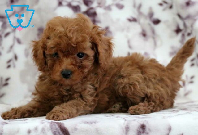 Micah Toy Poodle3