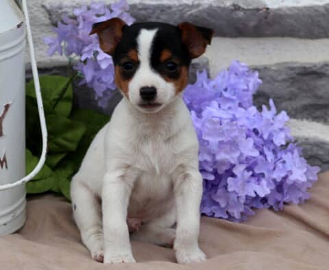 Mickey Jack Russell2