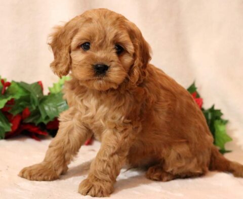 Micky Cavapoo