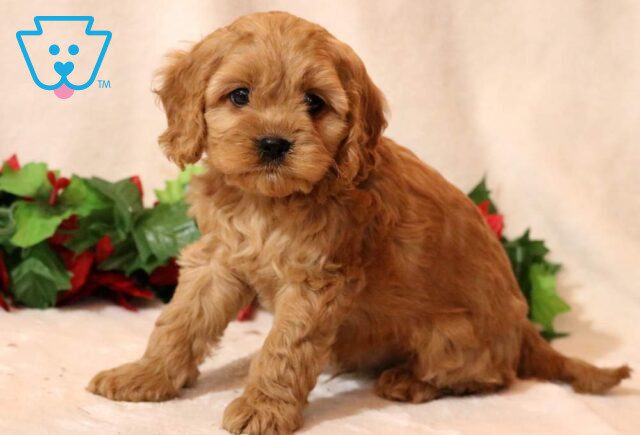 Micky Cavapoo image
