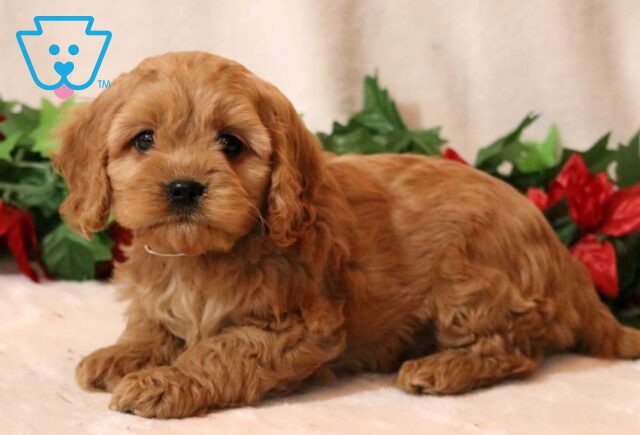 Micky Cavapoo2 image