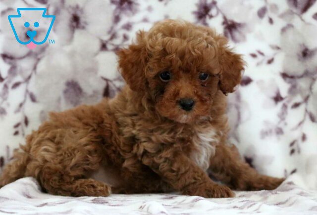 Micky Toy Poodle