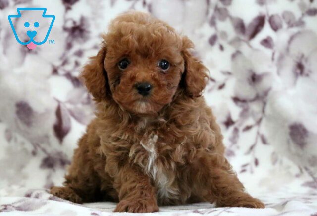 Micky Toy Poodle2