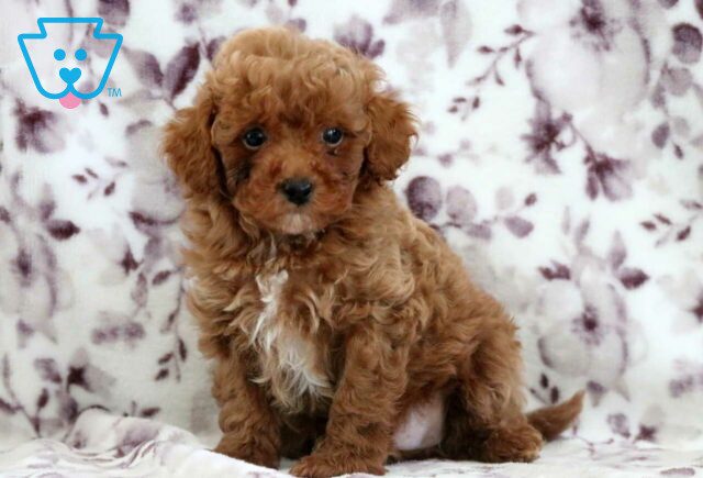 Micky Toy Poodle3