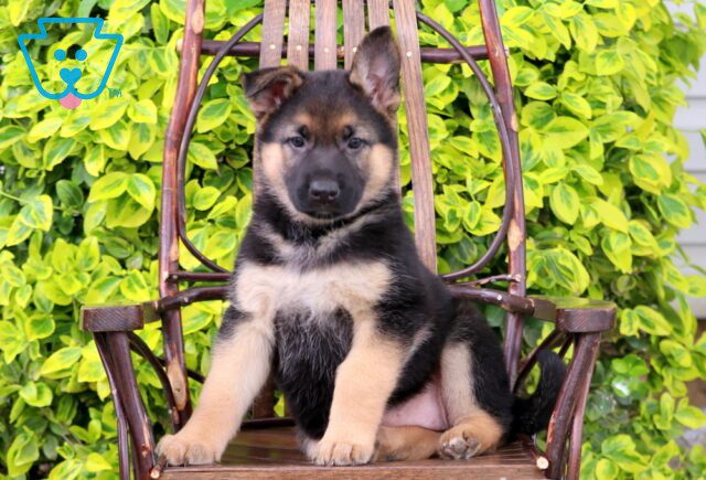 Midge German Shepherd 1-001