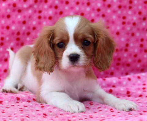 Mighty Cavalier