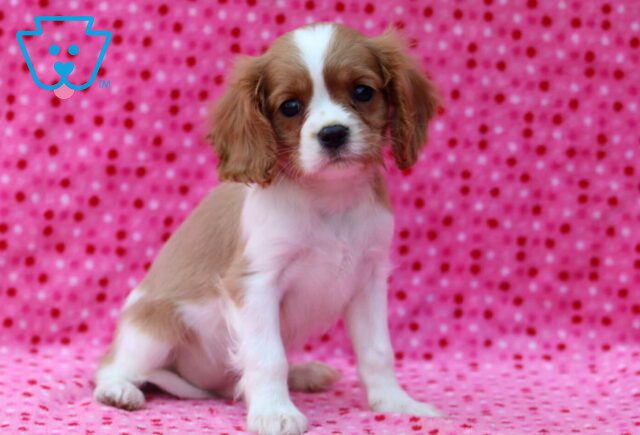 Mighty Cavalier2 image