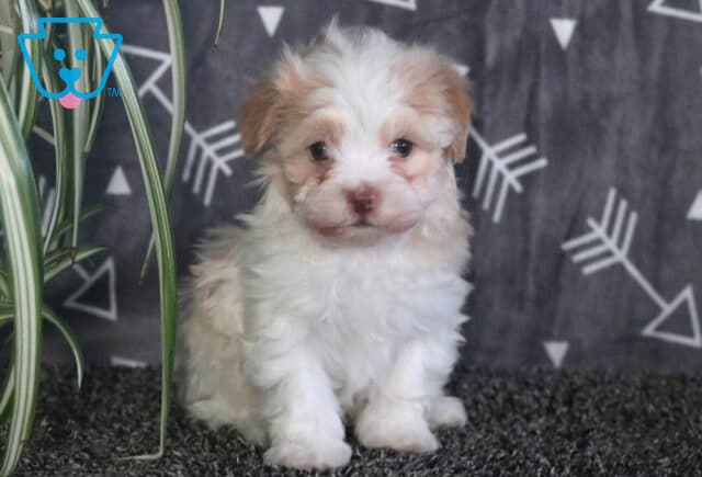 Mighty Havanese image