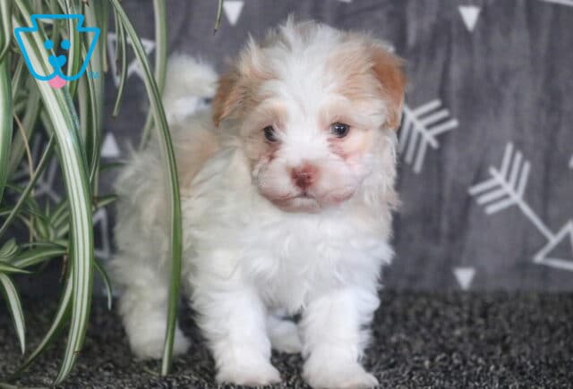 Mighty Havanese2 image