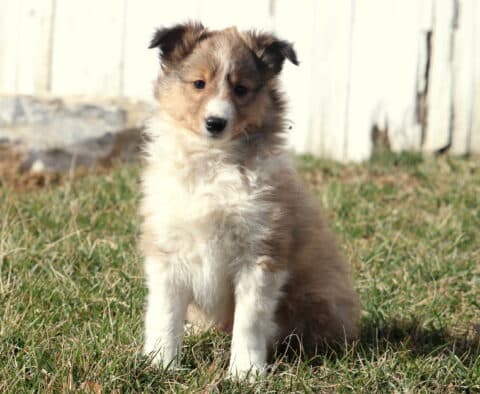 Mika Sheltie