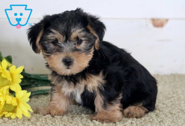 Mika Yorkie image