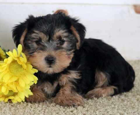 Mika Yorkie2