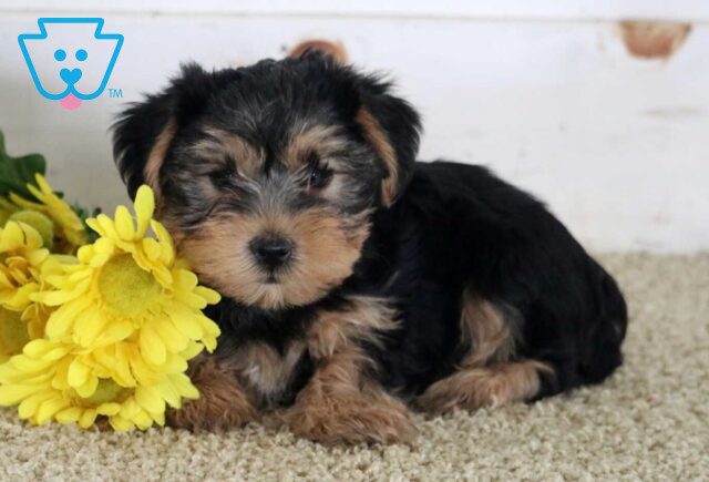 Mika Yorkie2 image