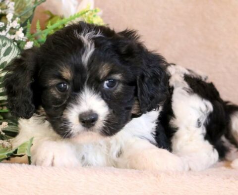Miles Cavachon