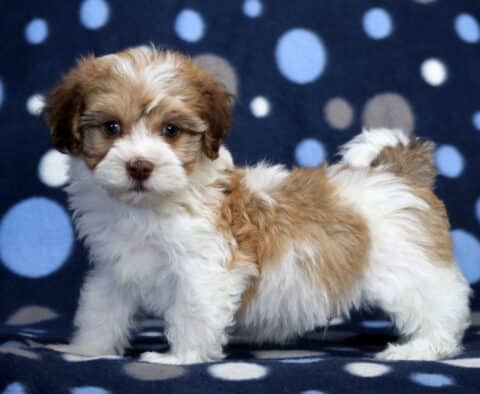 Miles Havanese2