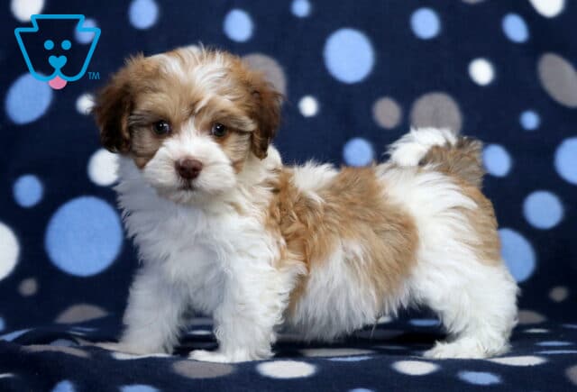 Miles Havanese2 image