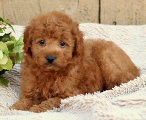 Miles Mini Aussiedoodle2