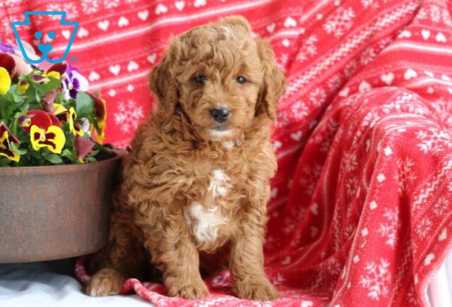 Miles Mini Goldendoodle