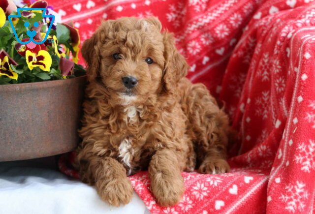 Miles Mini Goldendoodle2