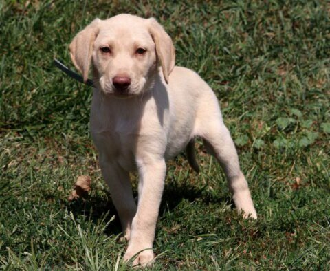 Miles Yellow Lab