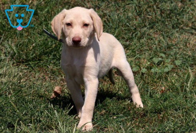 Miles Yellow Lab image