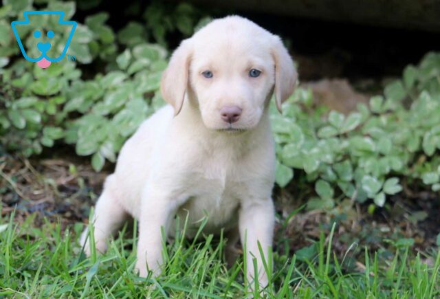 Miles Yellow Lab image