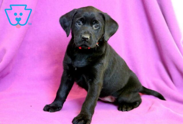 Millie Black Lab