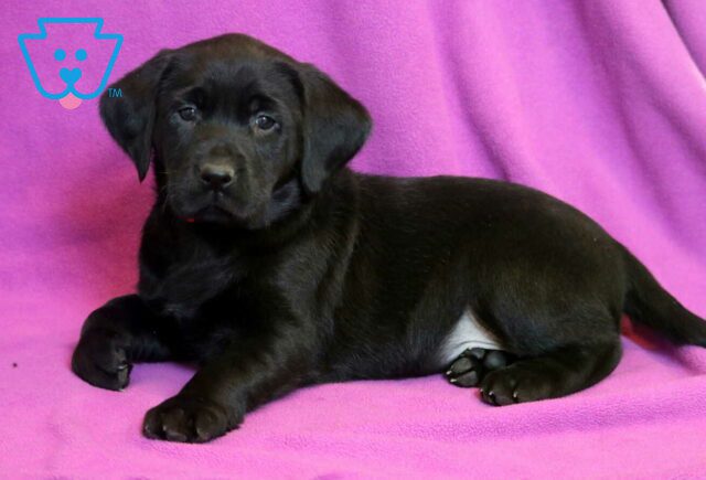 Millie Black Lab2