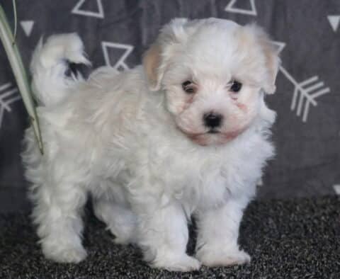 Milly Havanese