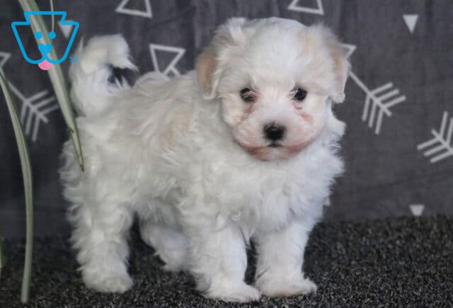 Milly Havanese image