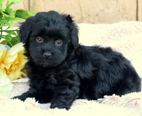 Milly Mini Aussiedoodle