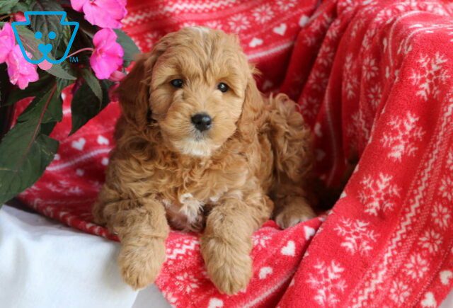 Milly Mini GOldendoodle