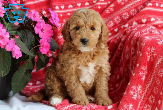 Milly Mini GOldendoodle2