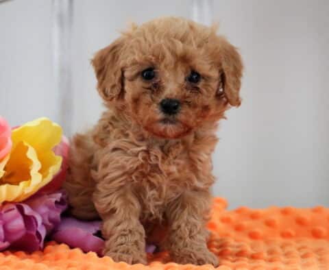 Milly Mini Poodle