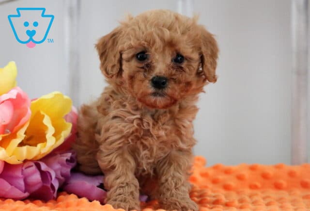 Milly Mini Poodle image