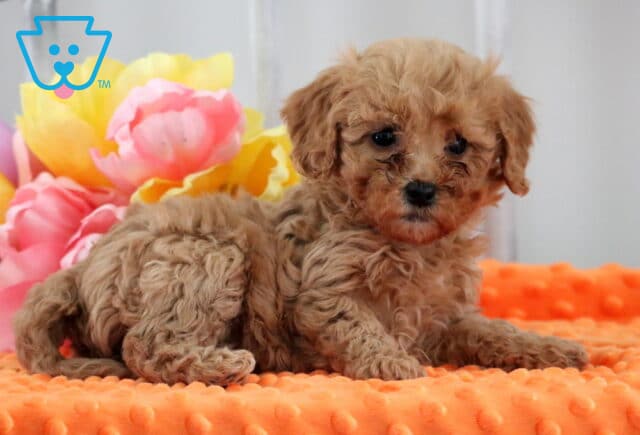Milly Mini Poodle2 image