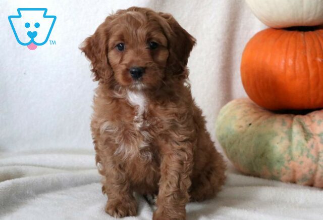 Milton Cockapoo image