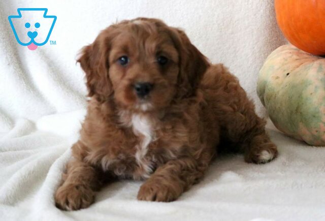Milton Cockapoo2 image