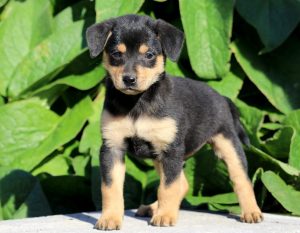Miniature Pinscher Mix