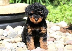 mini aussiedoodle puppies for sale