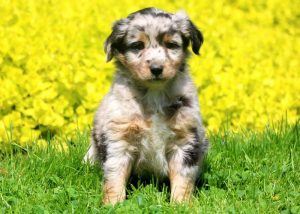 mini australian shepherd puppies for sale