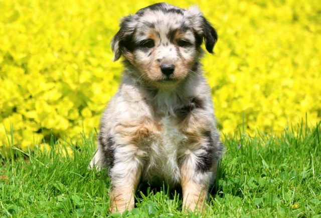 mini australian shepherd puppies for sale