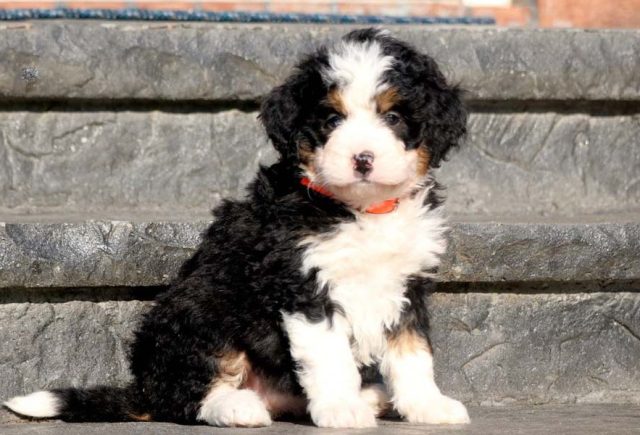 Mini Bernedoodle puppies for sale