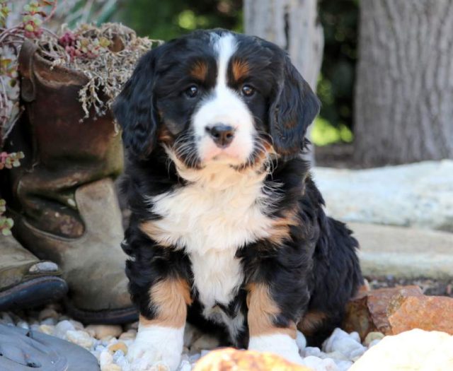 Mini Bernese mountain dog puppies for sale