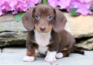 miniature dachshund puppies for sale