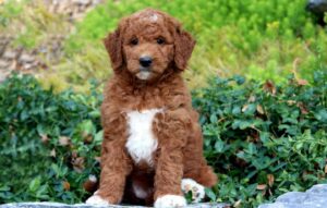 Mini Goldendoodle