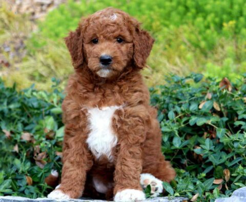 Mini Goldendoodle