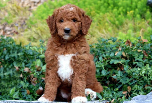 Mini Goldendoodle1