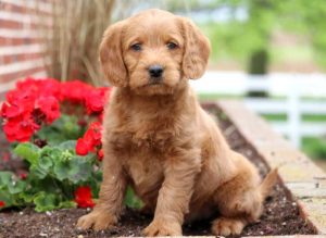 Mini Labradoodle puppies for sale